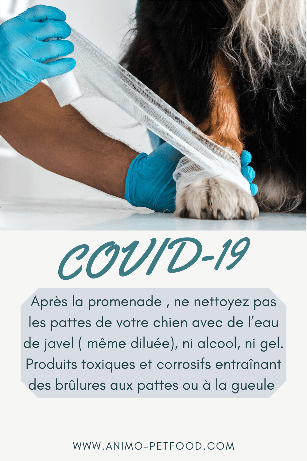 covid-19-chien-et-chat